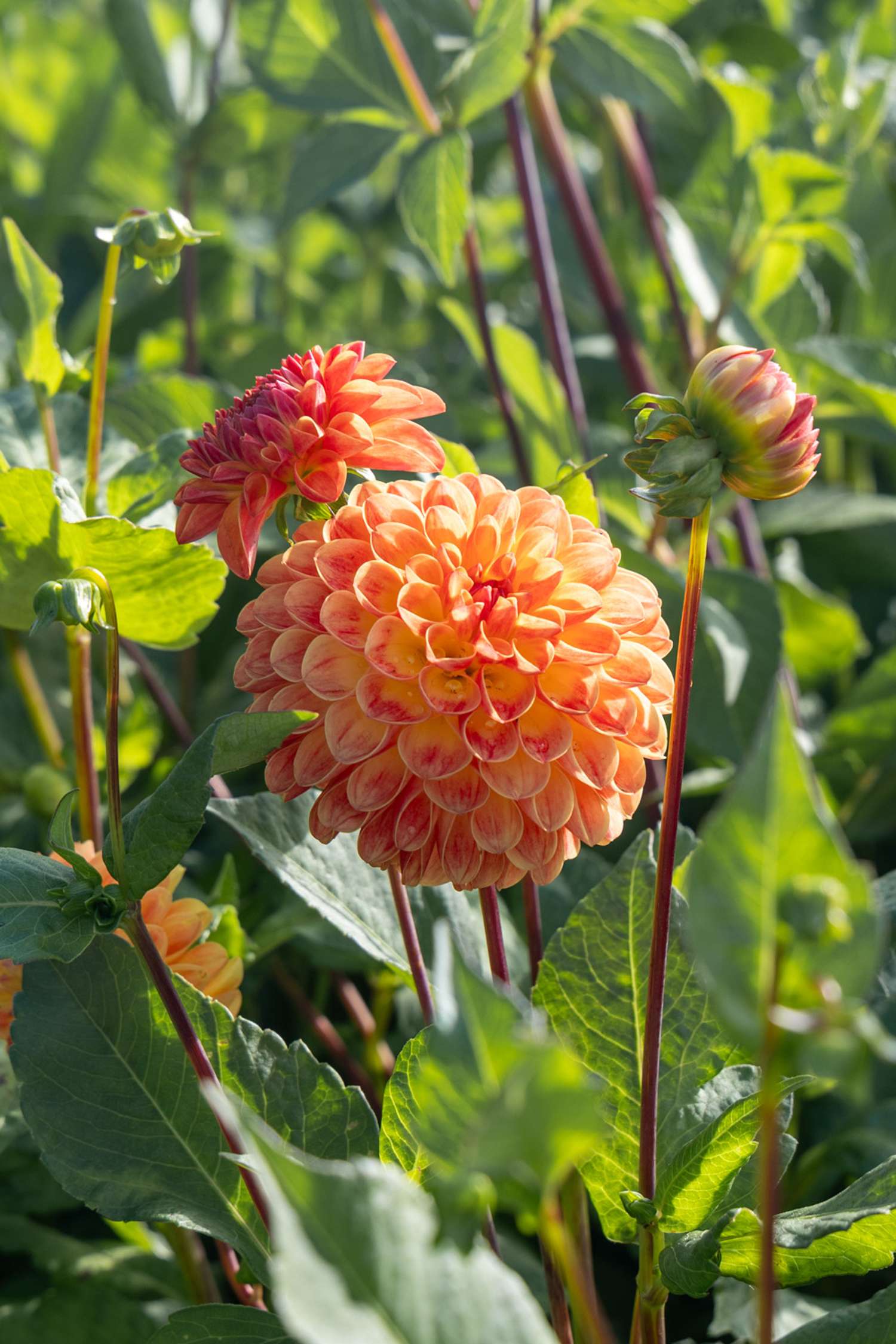 Daalia 'Jowey Chantal'